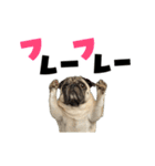 動く！デカ文字パグ（個別スタンプ：11）