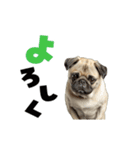 動く！デカ文字パグ（個別スタンプ：13）