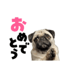 動く！デカ文字パグ（個別スタンプ：14）