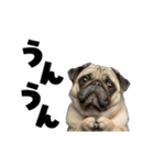 動く！デカ文字パグ（個別スタンプ：17）