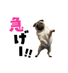 動く！デカ文字パグ（個別スタンプ：18）