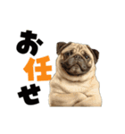 動く！デカ文字パグ（個別スタンプ：19）