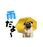 動く！デカ文字パグ（個別スタンプ：23）