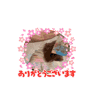 モナちゃん動画（個別スタンプ：13）