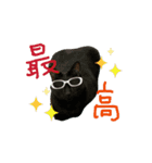 お酒とネコ好きな日常会話 50（個別スタンプ：1）