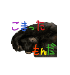 お酒とネコ好きな日常会話 50（個別スタンプ：5）