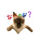お酒とネコ好きな日常会話 50（個別スタンプ：7）