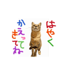 お酒とネコ好きな日常会話 50（個別スタンプ：8）