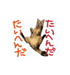 お酒とネコ好きな日常会話 50（個別スタンプ：11）