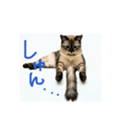 お酒とネコ好きな日常会話 50（個別スタンプ：16）