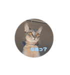 もふの言うとおり（個別スタンプ：1）
