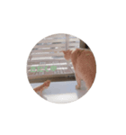 もふの言うとおり（個別スタンプ：6）