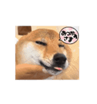柴犬くん。（個別スタンプ：1）