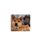 柴犬くん。（個別スタンプ：2）