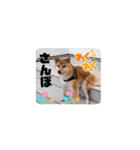 柴犬くん。（個別スタンプ：3）