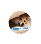 柴犬くん。（個別スタンプ：4）