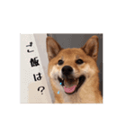 柴犬くん。（個別スタンプ：6）