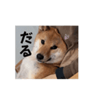 柴犬くん。（個別スタンプ：7）