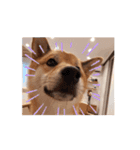 柴犬くん。（個別スタンプ：8）