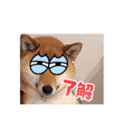 柴犬くん。（個別スタンプ：9）