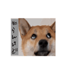 柴犬くん。（個別スタンプ：10）