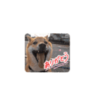 柴犬くん。（個別スタンプ：11）