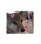 柴犬くん。（個別スタンプ：14）