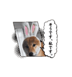 柴犬くん。（個別スタンプ：15）