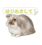 モップはうさぎ（メッセージvar）（個別スタンプ：1）