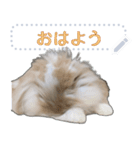 モップはうさぎ（メッセージvar）（個別スタンプ：4）