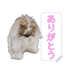 モップはうさぎ（メッセージvar）（個別スタンプ：5）