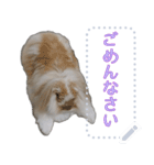 モップはうさぎ（メッセージvar）（個別スタンプ：6）