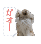 モップはうさぎ（メッセージvar）（個別スタンプ：7）