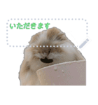 モップはうさぎ（メッセージvar）（個別スタンプ：8）