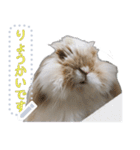 モップはうさぎ（メッセージvar）（個別スタンプ：10）