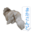 モップはうさぎ（メッセージvar）（個別スタンプ：11）