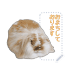 モップはうさぎ（メッセージvar）（個別スタンプ：13）