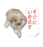 モップはうさぎ（メッセージvar）（個別スタンプ：14）