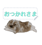 モップはうさぎ（メッセージvar）（個別スタンプ：15）