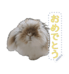 モップはうさぎ（メッセージvar）（個別スタンプ：16）