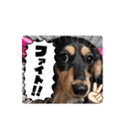 チョコちゃん  2つ目（個別スタンプ：12）