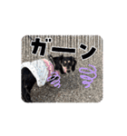 チョコちゃん  2つ目（個別スタンプ：13）