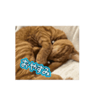 すみやんちの日常（個別スタンプ：3）