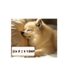 まったりポメちゃん（個別スタンプ：8）