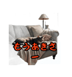 ネガティブしまんちゅうケンミンショー（個別スタンプ：16）