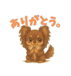 元気いっぱい★チョコタンチワワ（個別スタンプ：1）