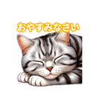 とにかくかわいいアメリカンワイヤーヘアー（個別スタンプ：6）