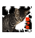 保護猫つくねのスタンプ（個別スタンプ：1）
