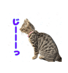 保護猫つくねのスタンプ（個別スタンプ：2）