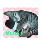 保護猫つくねのスタンプ（個別スタンプ：3）